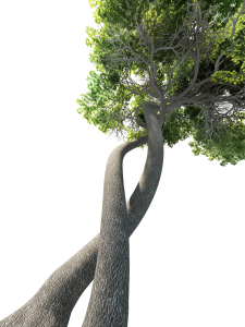 Dna Modified Tree